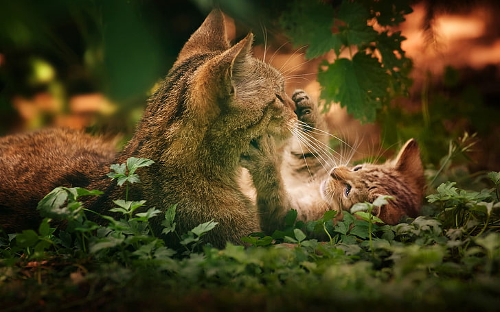braune Tabbykatze, Katze, Kätzchen, Tiere, HD-Hintergrundbild