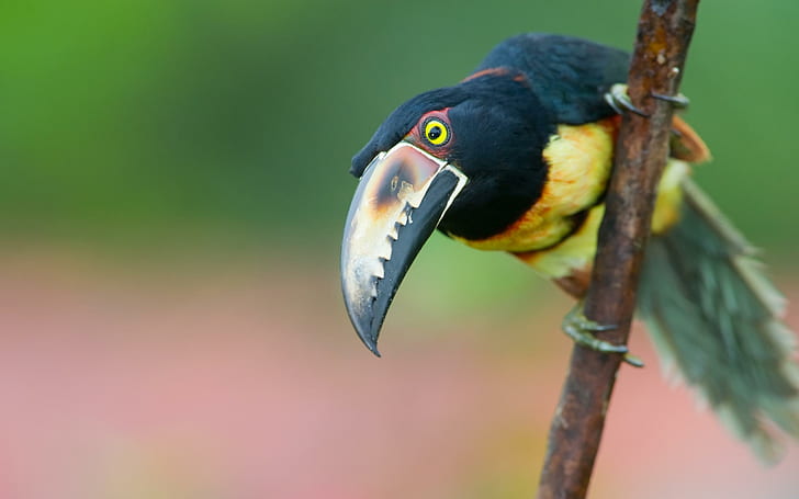 Colorfull Toucan, black and yellow toucan, branch, tropical, bird, animal, toucan, colorfull, colors, feathers, animals, HD wallpaper
