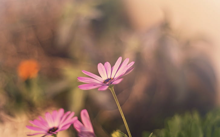 แมโครธรรมชาติดอกไม้สีชมพู, วอลล์เปเปอร์ HD