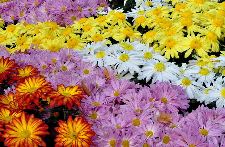 bed of daisy flowers, chrysanthemums, flowers, colorful, diversity, many, HD wallpaper