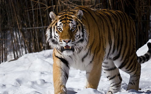 Амурски тигър, сняг, зима, Амур, Тигър, Сняг, Зима, HD тапет HD wallpaper