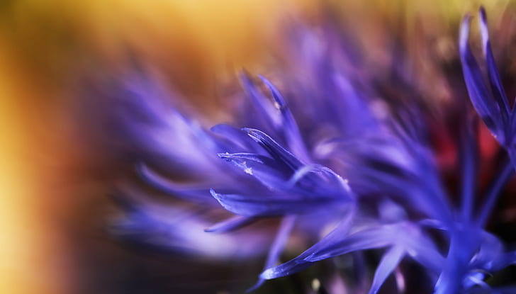 紫色の花、ボケ、セレクティブフォーカス、写真、紫色の花、自然、花、クローズアップ、マクロ、植物、花頭、単一の花のセレクティブフォーカス写真、 HDデスクトップの壁紙