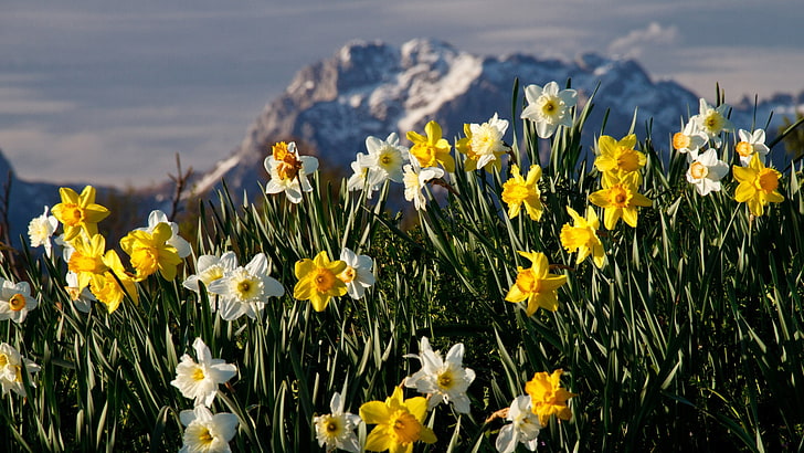 bidang daffodil liar kuning dan putih, bunga, bakung, tanaman, Wallpaper HD