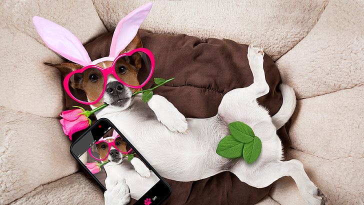 jack russell terrier, funny, terrier, bunny, fancy dress, selfie, dog, jack russell, costume, ear, phone, photo, cute, doggie, sunglasses, rose, HD wallpaper