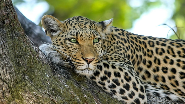 leopardo, grandes felinos, África, Botswana, animales, Fondo de pantalla HD
