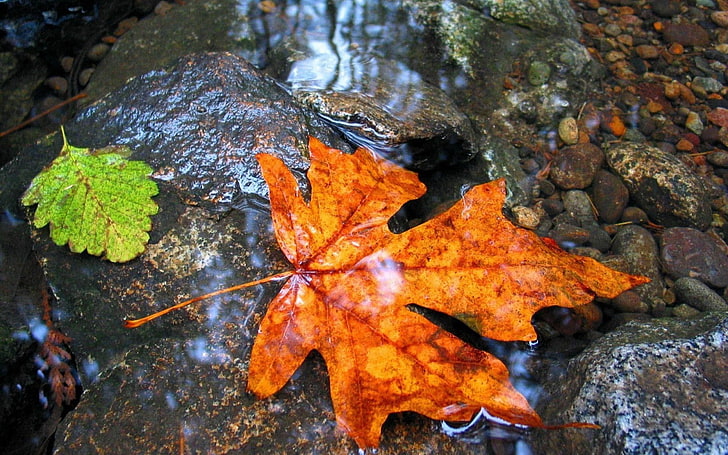оранжевый кленовый лист, клен, лист, вода, мокрая, HD обои