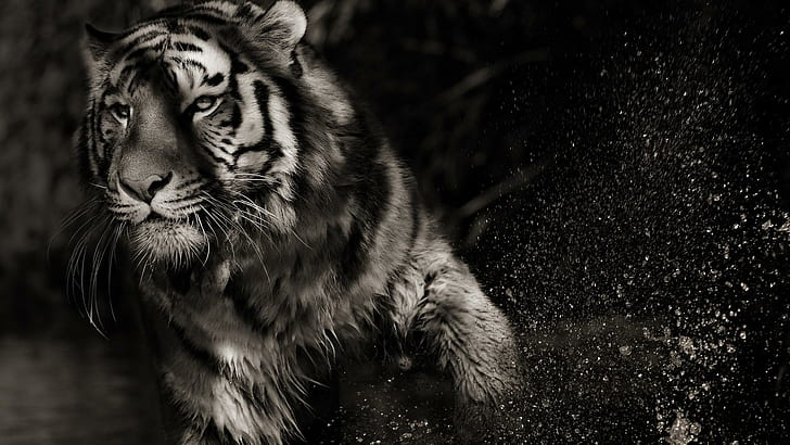 Schattentiger, Tiger, Junge, große Katzen, Natur, wild lebende Tiere, Zusammenfassung, Löwen, Tiere, Fantasie, Leopard, Jaguar, HD-Hintergrundbild