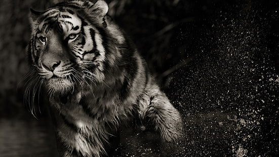 Shadow Tiger, tigre, oursons, gros chats, nature, faune, résumé, lions, animaux, fantaisie, léopard, jaguar, Fond d'écran HD HD wallpaper