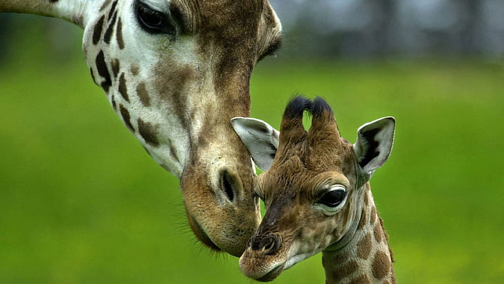 Mother Baby, love, baby, giraffes, animals, HD wallpaper