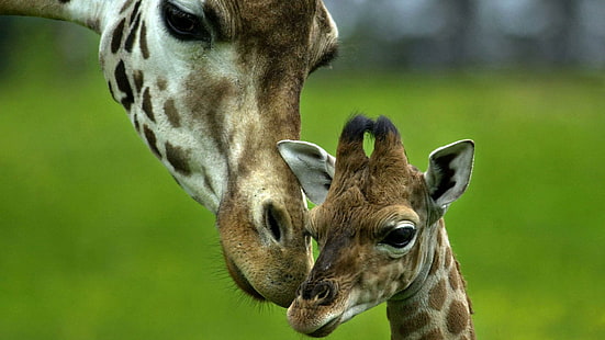 Майка Бебе, любов, бебе, жирафи, животни, HD тапет HD wallpaper