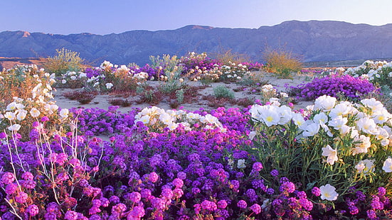 Beautiful Desert Flowers, desert, sand, mountains, flowers, nature and landscapes, HD wallpaper HD wallpaper