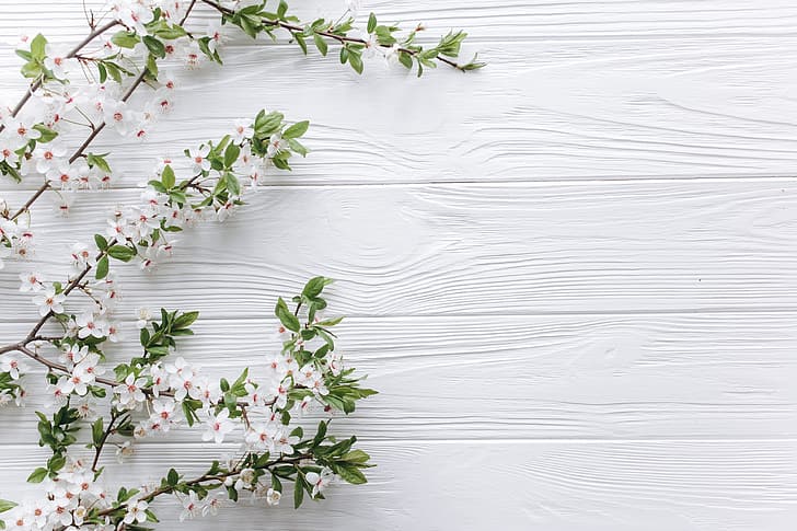 flowers, branches, spring, white, Apple, wood, blossom, romantic, tender, HD wallpaper