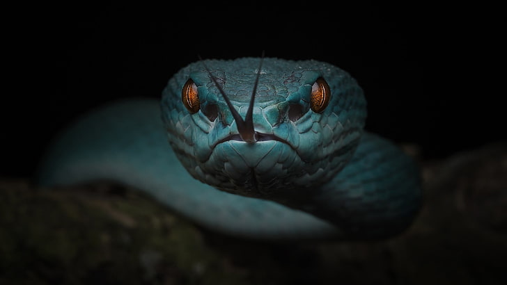 reptile, blue snake, macro photography, serpent, darkness, snake, close up, snake tongue, tongue, wildlife, HD wallpaper