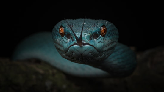 reptil, ular biru, fotografi makro, ular, kegelapan, ular, close up, lidah ular, lidah, margasatwa, Wallpaper HD HD wallpaper