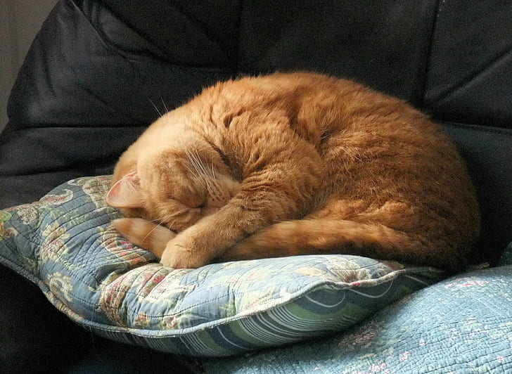 оранжевый полосатый кот, домашняя кошка, домашние животные, животные, милые, спящие, котята, кошачьи, домашние животные, HD обои