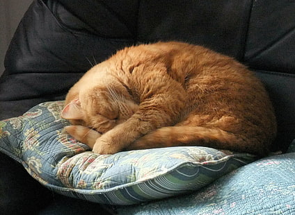 pomarańczowy pręgowany kot, kot domowy, zwierzęta domowe, zwierzę, ładny, spanie, kotek, koci, zwierzęta domowe, Tapety HD HD wallpaper