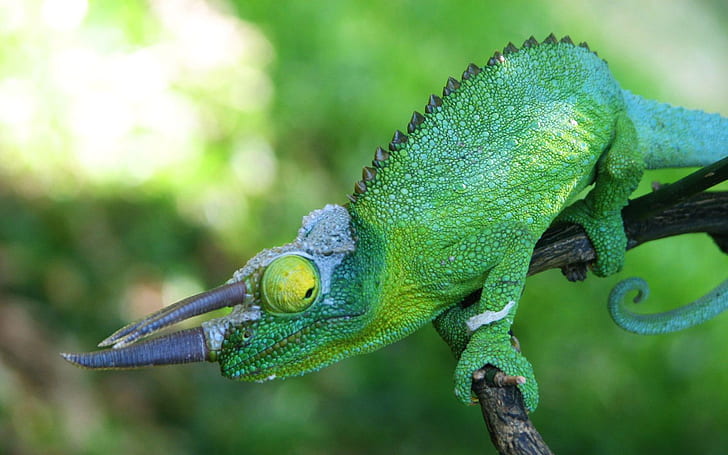 Green Chameleon From The Island Of Maui, Hawaii Hd Sfondi desktop gratis, Sfondo HD