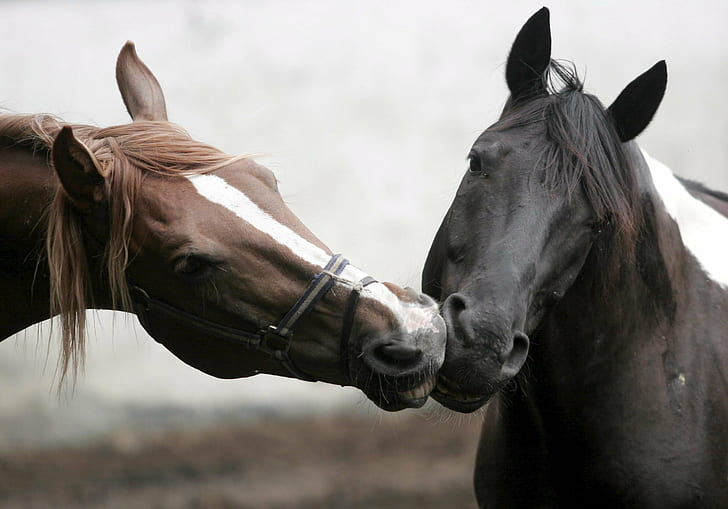 animal, beautiful, care, cute, horse, kiss, muzzle, HD wallpaper