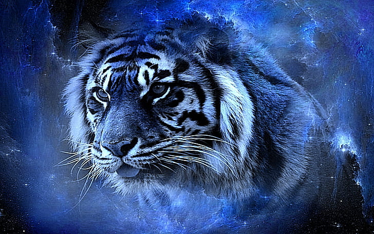 тигър красота страхотно синьо готино прекрасно прекрасно хубаво HD, животни, синьо, готино, красота, хубаво, прекрасно, страхотно, голяма котка, прекрасна, HD тапет