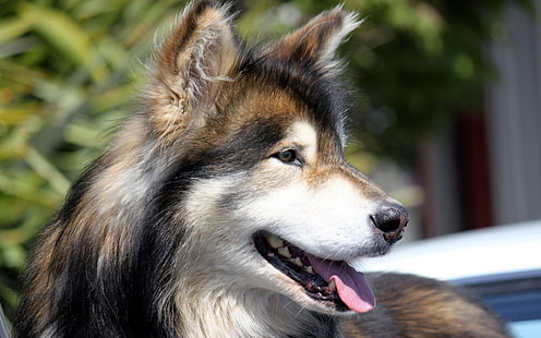 взрослый чёрный, загорелый, белый сибирский хаски, пес, морда, пушистый, профиль, HD обои HD wallpaper