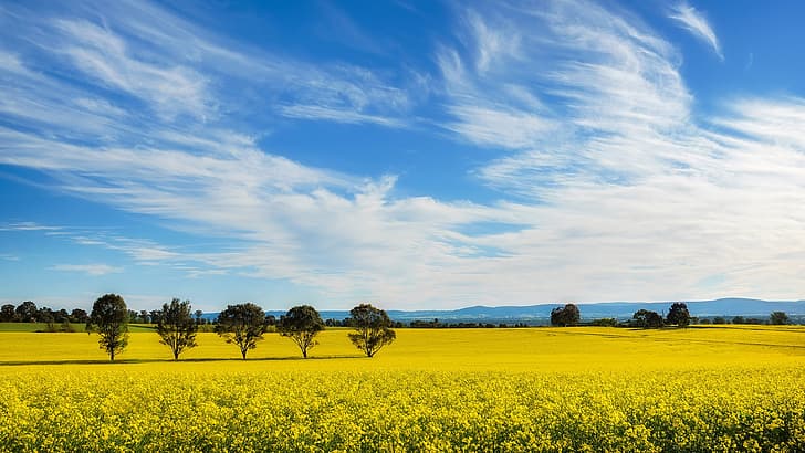 nature, landscape, trees, field, yellow flowers, clouds, sky, mountains, far view, Canoli, Sydney, Australia, Rapeseed, HD wallpaper