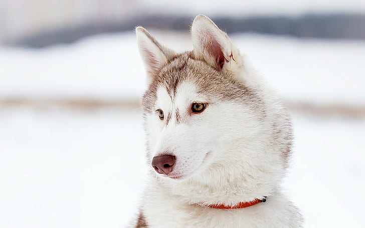 animales, husky siberiano, perro, Fondo de pantalla HD