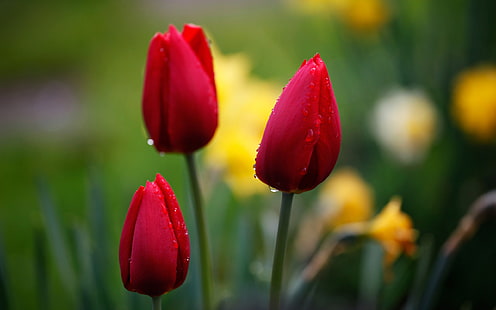 Red tulips, flower bud, water drops, red tulips, Red, Tulips, Flower, Bud, Water, Drops, HD wallpaper HD wallpaper