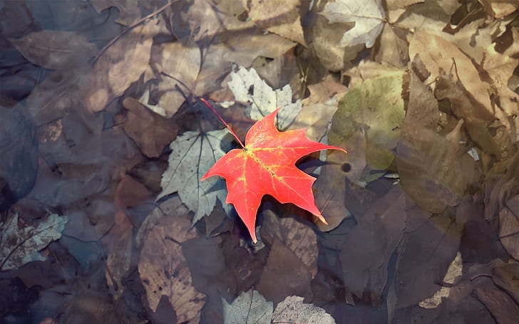 ورقة الماء الخريف HD ، الطبيعة ، الماء ، الخريف ، ورقة الشجر، خلفية HD