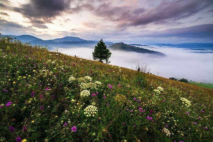clouds, landscape, flowers, mountains, nature, fog, tree, morning, slope, grass, Carpathians, HD wallpaper
