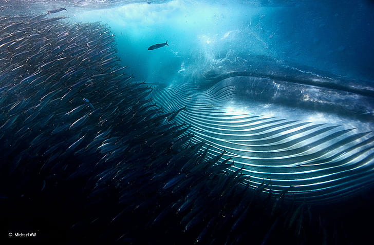 burbujas, mar profundo, peces, Michael Aw, fotografía, mar, Sudáfrica, luz solar, bajo el agua, agua, ballena, Fondo de pantalla HD