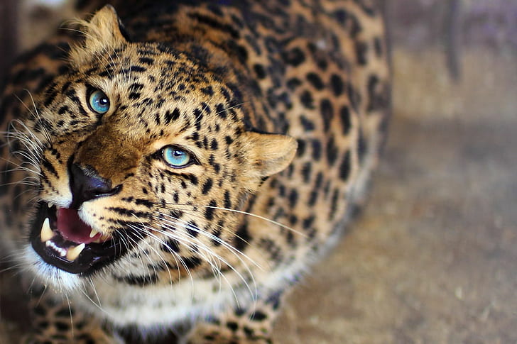 animales de leopardo borrosa rugido de ojos azules, Fondo de pantalla HD