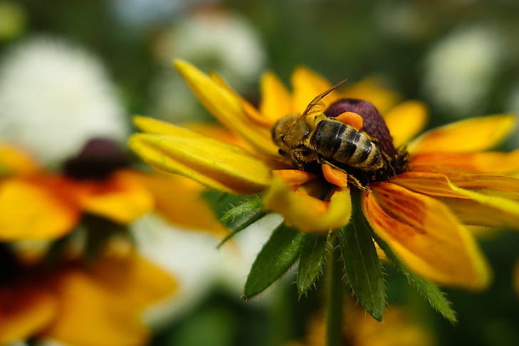 Pszczoła miodna na kwiatach z żółtymi płatkami, bagaż podręczny, pszczoła miodna, żółty, kwiaty, eiffel, europa, paryż, pyłek, wieża, wakacje, owad, pszczoła, natura, zapylanie, kwiat, makro, zbliżenie, miód, zwierzę, roślina, Tapety HD