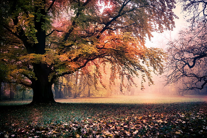 شجرة الأوراق الخضراء والبرتقالية ، الخريف ، الأوراق المتساقطة ، الأوراق، خلفية HD