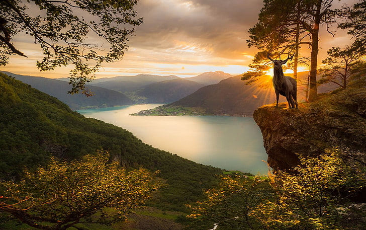 cervo, tramonto, fiordo, montagne, alberi, Norvegia, foresta, natura, paesaggio, nuvole, Sfondo HD