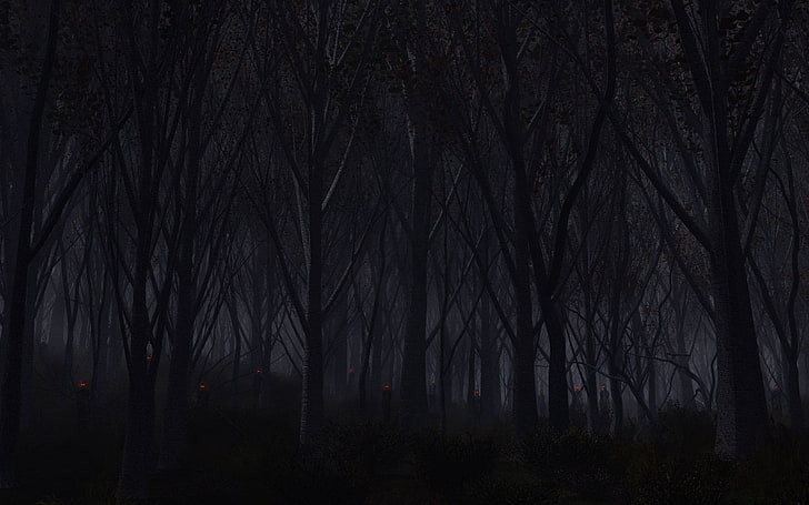 ป่าในเวลากลางคืน, ป่า, ต้นไม้, พื้นหลัง, มืด, วอลล์เปเปอร์ HD
