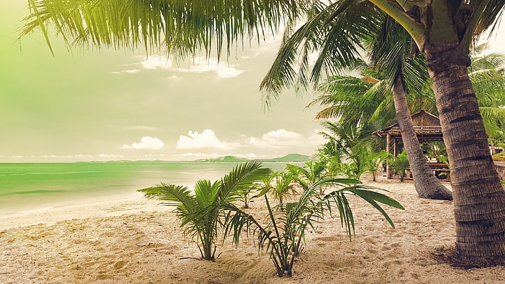 зелена кокосова палма, плаж, море, палми, пясък, HD тапет