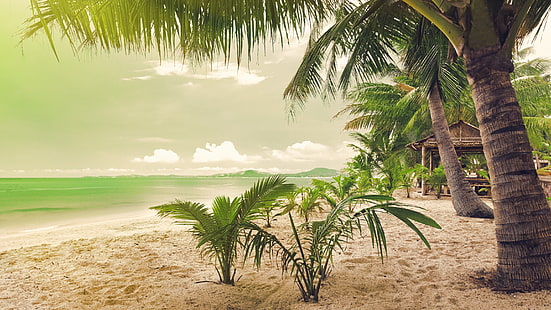 зелена кокосова палма, плаж, море, палми, пясък, HD тапет HD wallpaper
