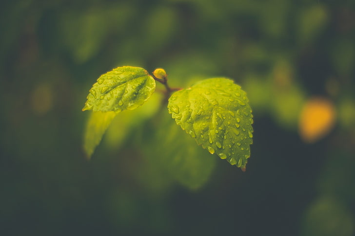 зелени листни растения, макро, листа, замъглени, дъжд, капки вода, фотография, HD тапет