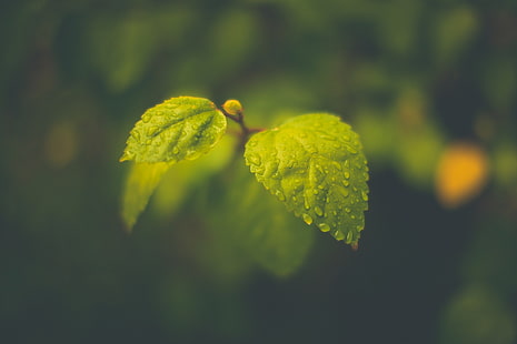 green leaf plant, macro, leaves, blurred, rain, water drops, photography, HD wallpaper HD wallpaper