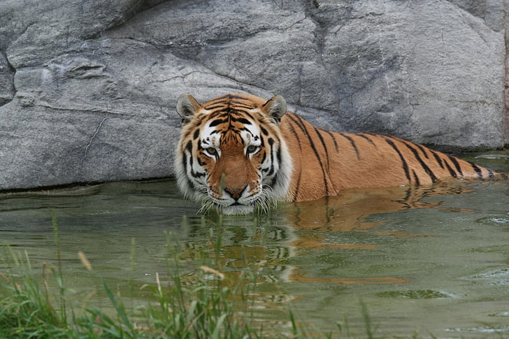 Tiger hochauflösende Breitbild, HD-Hintergrundbild