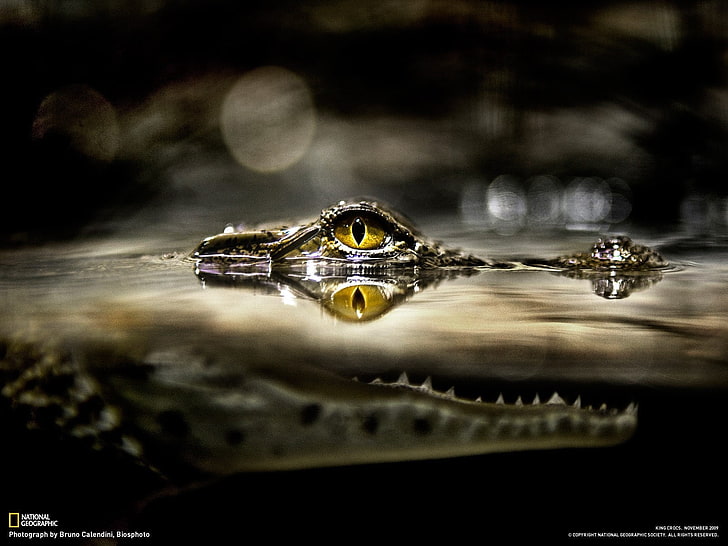 alligators, water, eyes, yellow eyes, National Geographic, fangs, split view, HD wallpaper