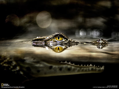 alligators, water, eyes, yellow eyes, National Geographic, fangs, split view, HD wallpaper HD wallpaper
