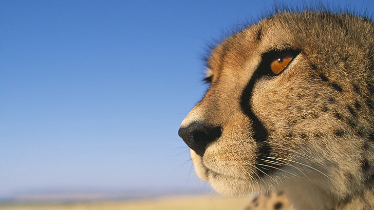 adult cheetah, cheetah, muzzle, big cat, view, profile, HD wallpaper
