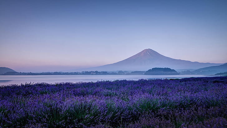 Japan, Fuji mountain, lavender flowers, nature, morning, Japan, Fuji, Mountain, Lavender, Flowers, Nature, Morning, HD wallpaper
