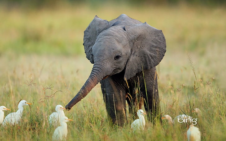 gajah abu-abu, gajah, bebek, alam, persahabatan, pemandangan, hewan bayi, hewan, rumput, Wallpaper HD