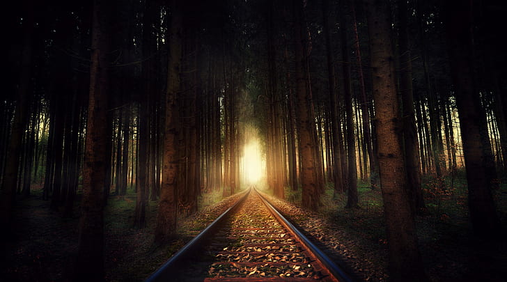 oscuro, ferrocarril, luz solar, bosque, árboles, Fondo de pantalla HD