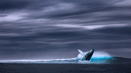 4K, океан, син кит, HD тапет HD wallpaper