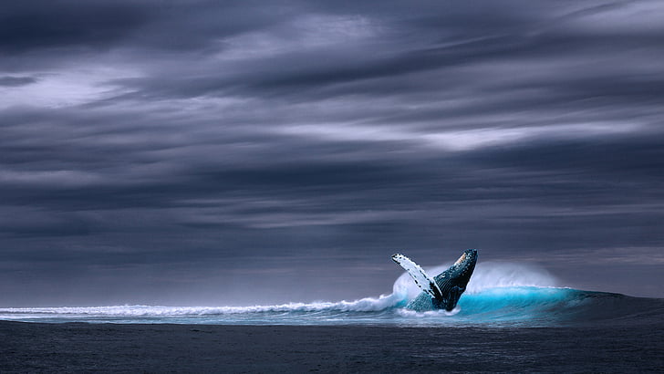 blue humpback whale on body of water under gray skies, Blue Whale, Ocean, 4K, HD wallpaper