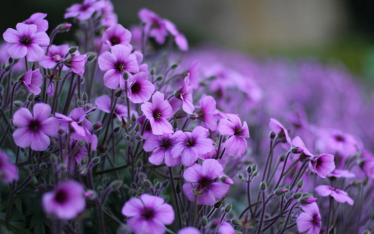 Geranio fiori viola, Geranio, viola, fiori, Sfondo HD