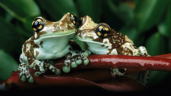 Frosch, Tiere, Natur, Amphibien, HD-Hintergrundbild HD wallpaper